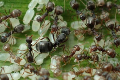 Dolichoderus thoracicus photo 54