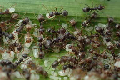 Dolichoderus thoracicus photo 55