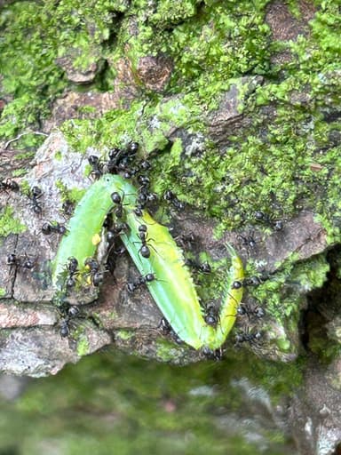 Dolichoderus thoracicus photo 56