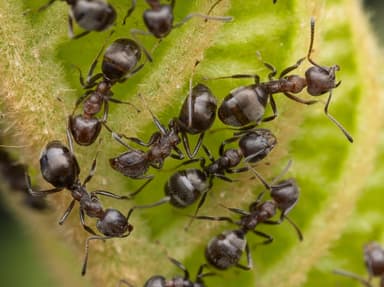 Dolichoderus thoracicus photo 57