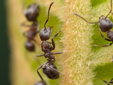Dolichoderus thoracicus photo 58