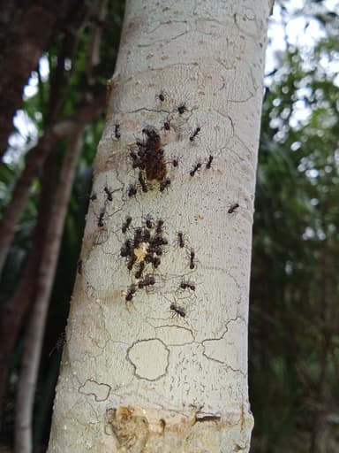 Dolichoderus thoracicus photo 59