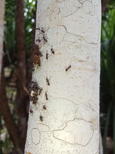 Dolichoderus thoracicus photo 60