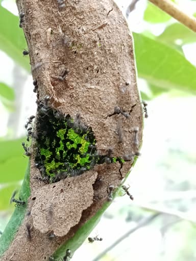 Dolichoderus thoracicus photo 61