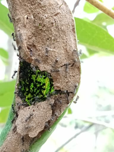 Dolichoderus thoracicus photo 62