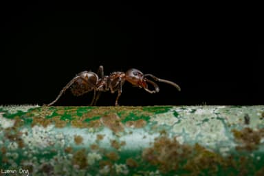 Dolichoderus thoracicus photo 63