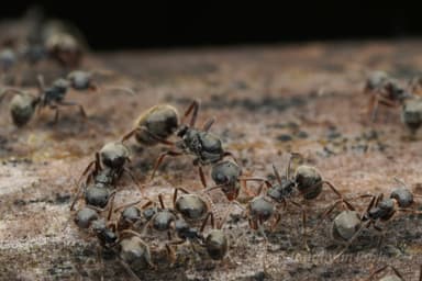 Dolichoderus thoracicus photo 64
