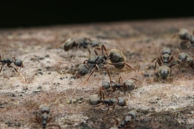 Dolichoderus thoracicus photo 65