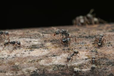 Dolichoderus thoracicus photo 66