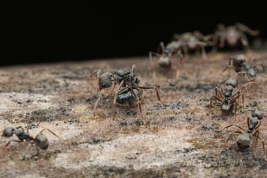 Dolichoderus thoracicus photo 67