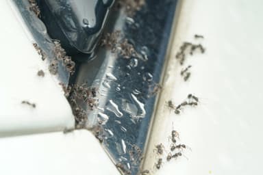 Dolichoderus thoracicus photo 68