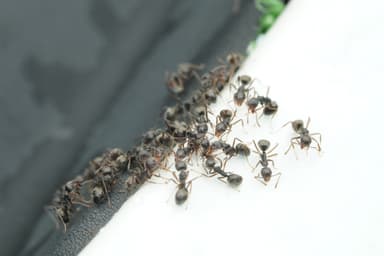 Dolichoderus thoracicus photo 69