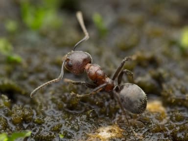 Dolichoderus thoracicus photo 70