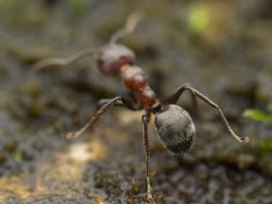 Dolichoderus thoracicus photo 71