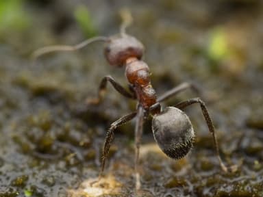 Dolichoderus thoracicus photo 72