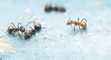 Dolichoderus thoracicus photo 73