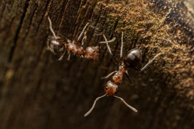 Dolichoderus thoracicus photo 74