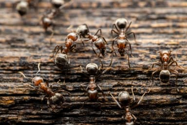 Dolichoderus thoracicus photo 75