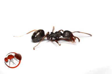 Dolichoderus thoracicus photo 76