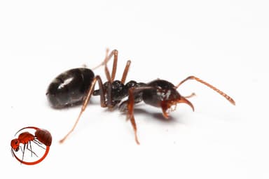 Dolichoderus thoracicus photo 77