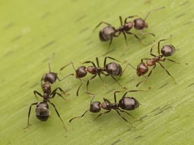 Dolichoderus thoracicus photo 78