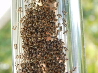 Dolichoderus thoracicus photo 79