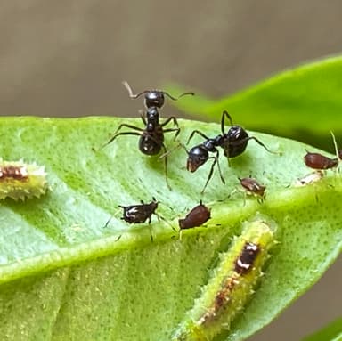 Dolichoderus thoracicus photo 81