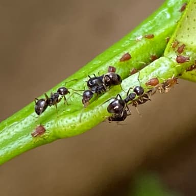 Dolichoderus thoracicus photo 82