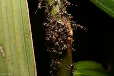 Dolichoderus thoracicus photo 84