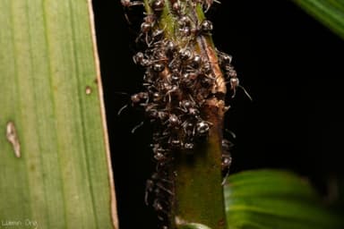 Dolichoderus thoracicus photo 85