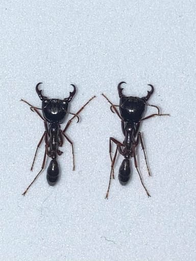 Dorylus nigricans photo 2