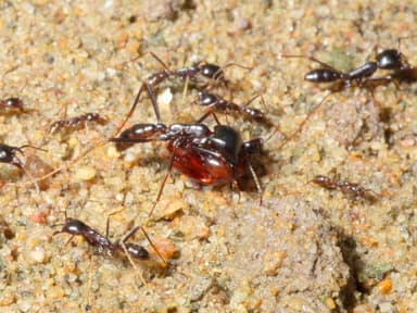 Dorylus nigricans — worker photo 9