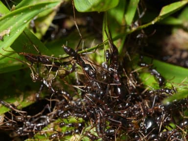 Dorylus nigricans — worker photo 13