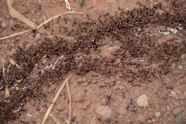 Dorylus nigricans photo 21