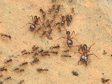 Dorylus nigricans photo 29