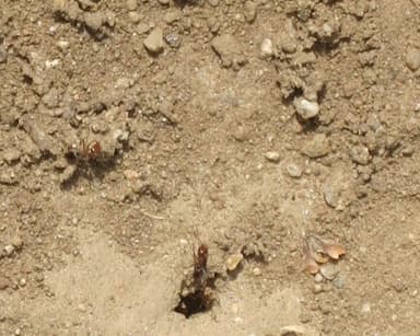 Dorymyrmex bicolor photo 12