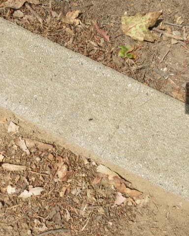 Dorymyrmex bicolor photo 13