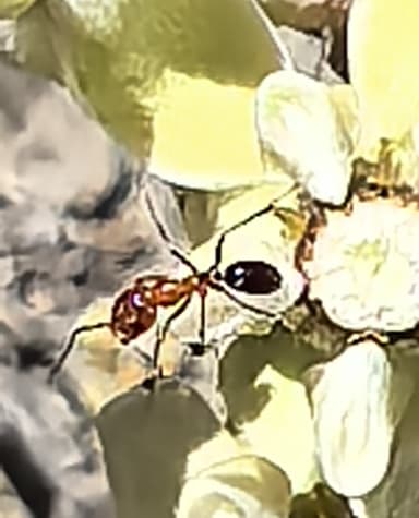 Dorymyrmex bicolor photo 16