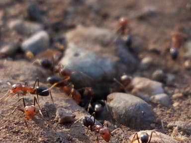 Dorymyrmex bicolor photo 17