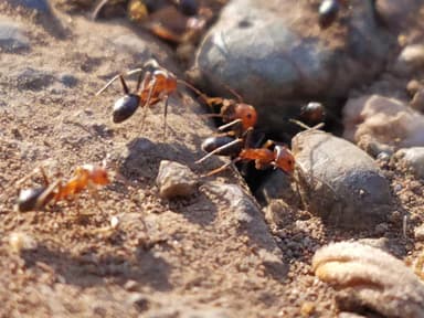 Dorymyrmex bicolor photo 18