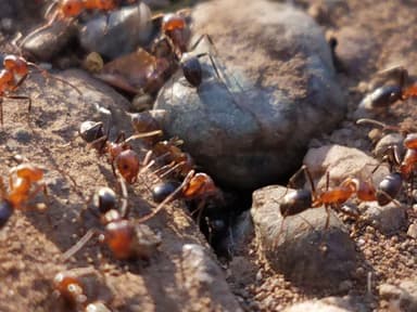 Dorymyrmex bicolor photo 19