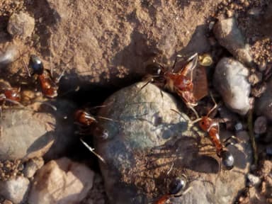Dorymyrmex bicolor photo 20
