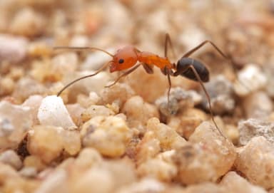 Dorymyrmex bicolor photo 1