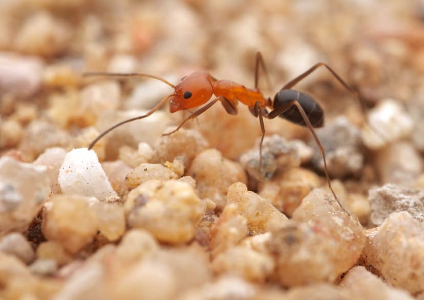 Dorymyrmex bicolor photo 1