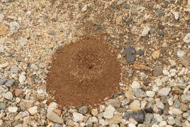 Dorymyrmex bicolor photo 4