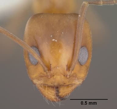 Dorymyrmex bicolor — queen photo 10
