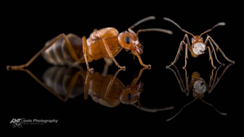 Dorymyrmex bureni photo 1