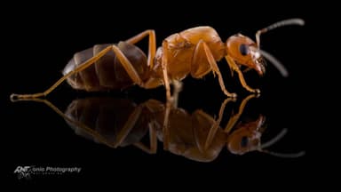 Dorymyrmex bureni photo 2