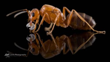 Dorymyrmex bureni photo 3