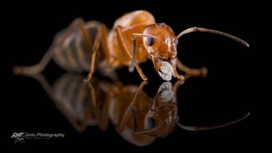 Dorymyrmex bureni photo 4